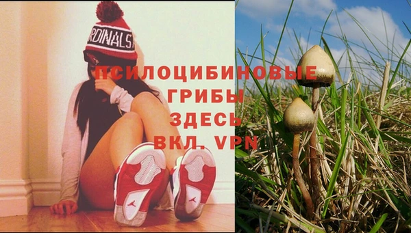 прущие грибы Няндома
