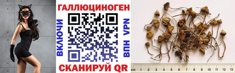 Галлюциногенные грибы мицелий  как найти   Находка 